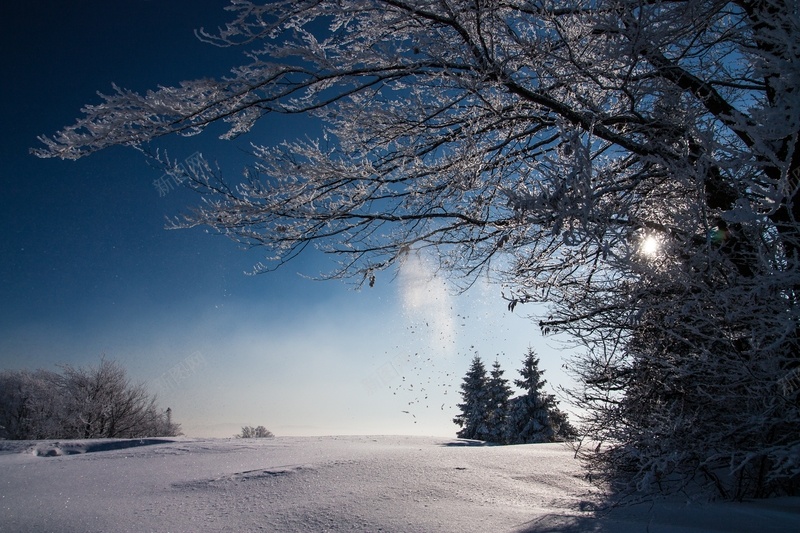 唯美雪地树挂jpg设计背景_新图网 https://ixintu.com 冬季背景 松树 树挂 雪地 风景