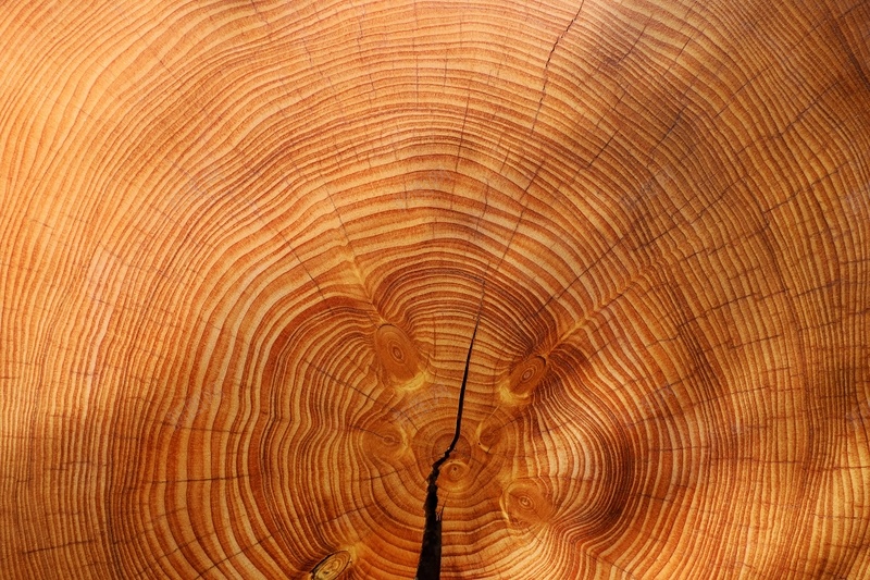 木纹木材木料纹理森林树jpg设计背景_新图网 https://ixintu.com 木料 木材 木纹 树 森林 纹理