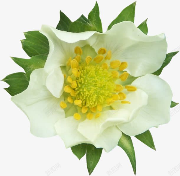 白色花卉植物合成效果摄影png免抠素材_新图网 https://ixintu.com 合成 摄影 效果 植物 白色 花卉