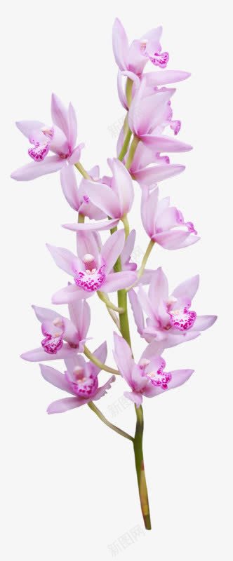 写实风格紫色花朵png免抠素材_新图网 https://ixintu.com 写实 紫色 花朵 风格