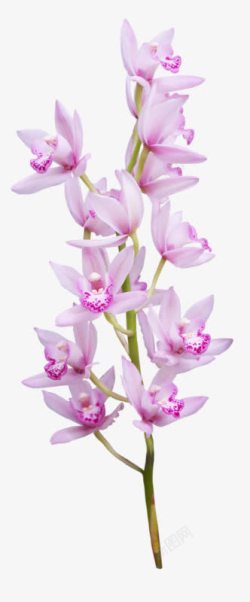 写实风格紫色花朵素材