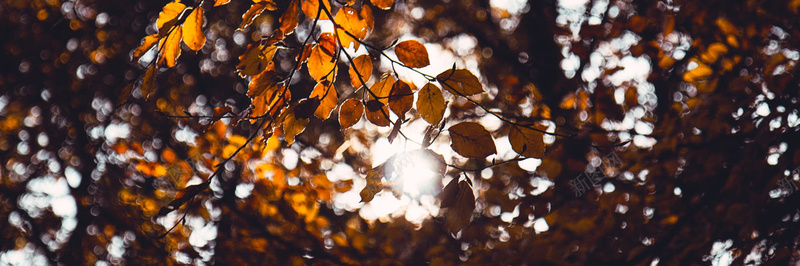 秋季落叶风景摄影38jpg设计背景_新图网 https://ixintu.com 摄影 秋季 落叶 风景