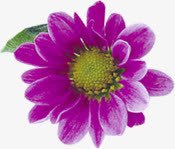 紫色艺术手绘花朵素材