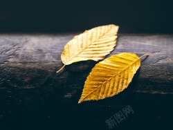 落叶高清秋天九月金色落叶树叶高清图片