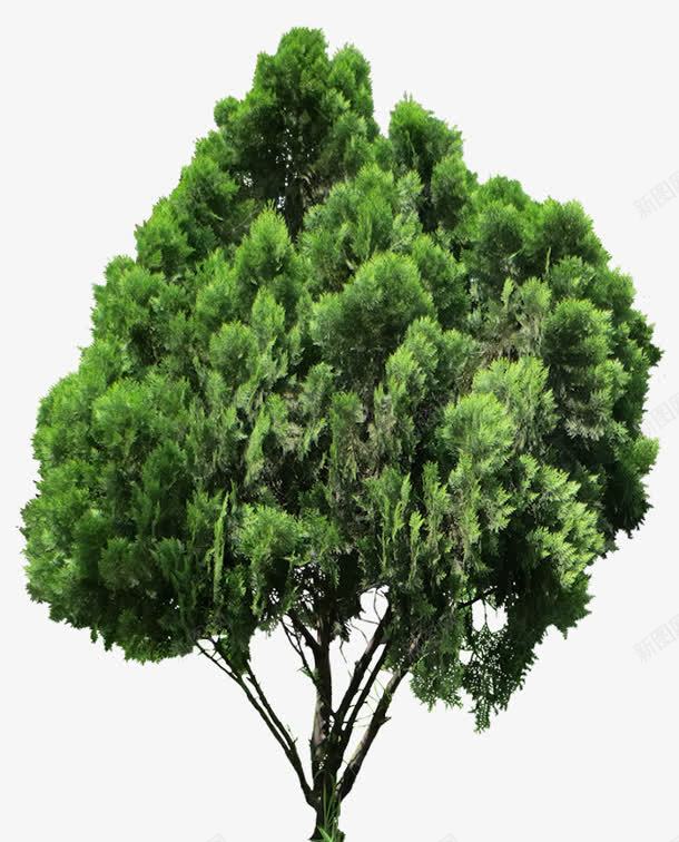 绿色树木针叶树png免抠素材_新图网 https://ixintu.com 树木 绿色 针叶树