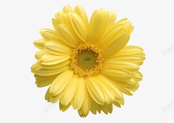 黄色唯美花朵修饰花语png免抠素材_新图网 https://ixintu.com 修饰 花朵 黄色