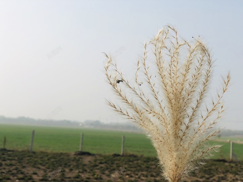 深秋应该是这个样子jpg设计背景_新图网 https://ixintu.com 深秋 芦苇 苍白 风景