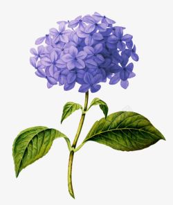 手绘蓝色花朵插图素材
