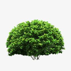 绿色树木树枝植物素材