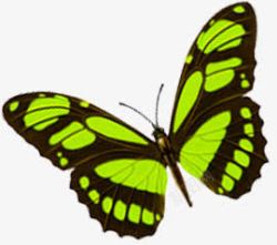 绿色蝴蝶时尚购物素材