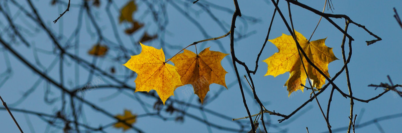 秋季落叶风景摄影28jpg设计背景_新图网 https://ixintu.com 摄影 秋季 落叶 风景