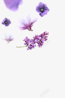 紫色花图素材