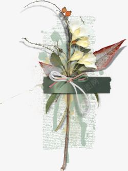 木棉花标本创意花卉标本高清图片