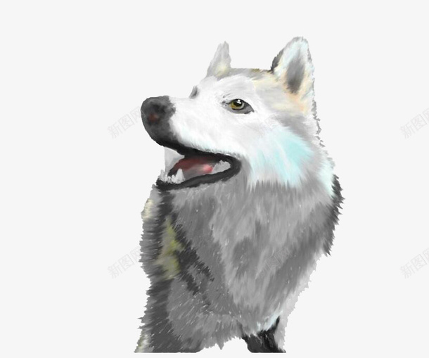 手绘动物狼png免抠素材_新图网 https://ixintu.com 动物 卡通 手绘 水彩 狼