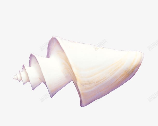 海螺png免抠素材_新图网 https://ixintu.com 夏天 夏天素材 海螺 海边元素 背景装饰