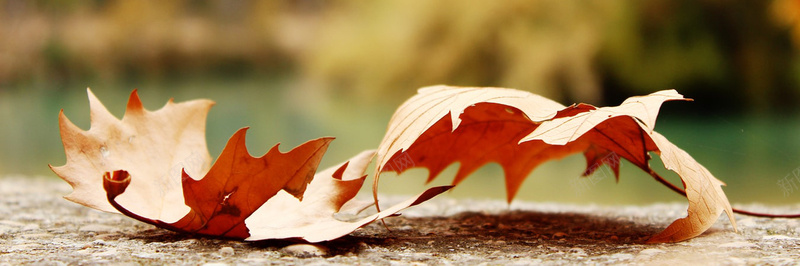 秋季落叶风景摄影50jpg设计背景_新图网 https://ixintu.com 摄影 秋季 落叶 风景