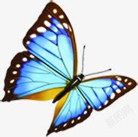飞来飞去飞来飞去的蓝色蝴蝶高清图片