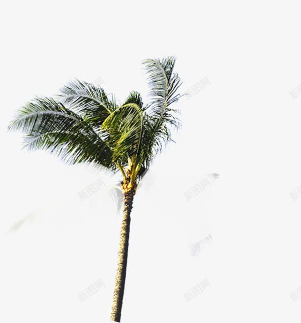 被风吹动的椰子树png免抠素材_新图网 https://ixintu.com 吹动 椰子树