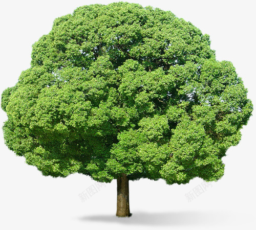 绿色大树很茂盛png免抠素材_新图网 https://ixintu.com 叶子 大树 植物 绿色