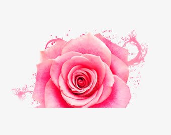 玫瑰花朵png免抠素材_新图网 https://ixintu.com 半玫瑰花朵 玫瑰花朵 粉色
