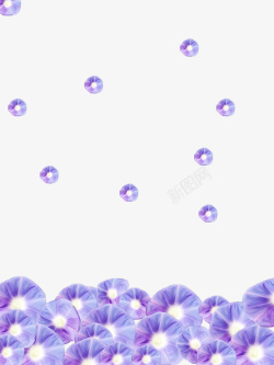 漂浮的花紫色喇叭花花朵高清图片