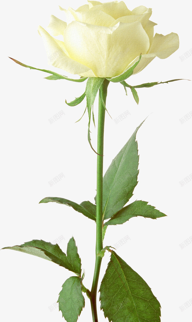 白色玫瑰花png免抠素材_新图网 https://ixintu.com 植物 玫瑰 花卉 装饰