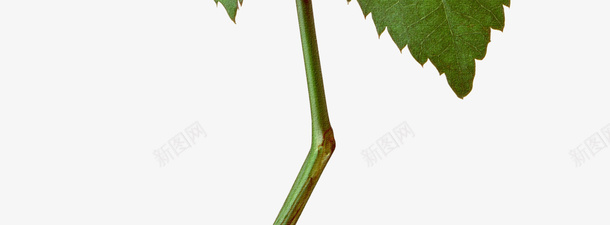 白色玫瑰花png免抠素材_新图网 https://ixintu.com 植物 玫瑰 花卉 装饰
