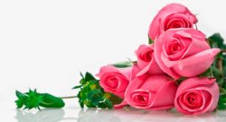 粉色鲜花玫瑰花朵植物素材