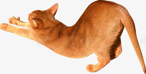 伸懒腰的黄猫png免抠素材_新图网 https://ixintu.com 伸腰 可爱的猫 实物 猫 黄猫