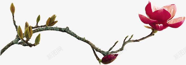 红色春天节日花朵装饰png免抠素材_新图网 https://ixintu.com 春天 红色 节日 花朵 装饰