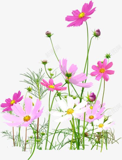 粉色手绘花朵郊外植物png免抠素材_新图网 https://ixintu.com 植物 粉色 花朵 郊外