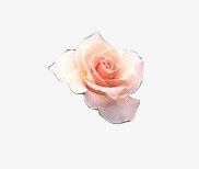 唯美白色花朵创意png免抠素材_新图网 https://ixintu.com 创意 白色 花朵