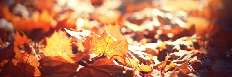 秋季落叶风景摄影43背景
