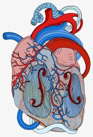 心脏png免抠素材_新图网 https://ixintu.com 健康 卡通 心脏 手绘