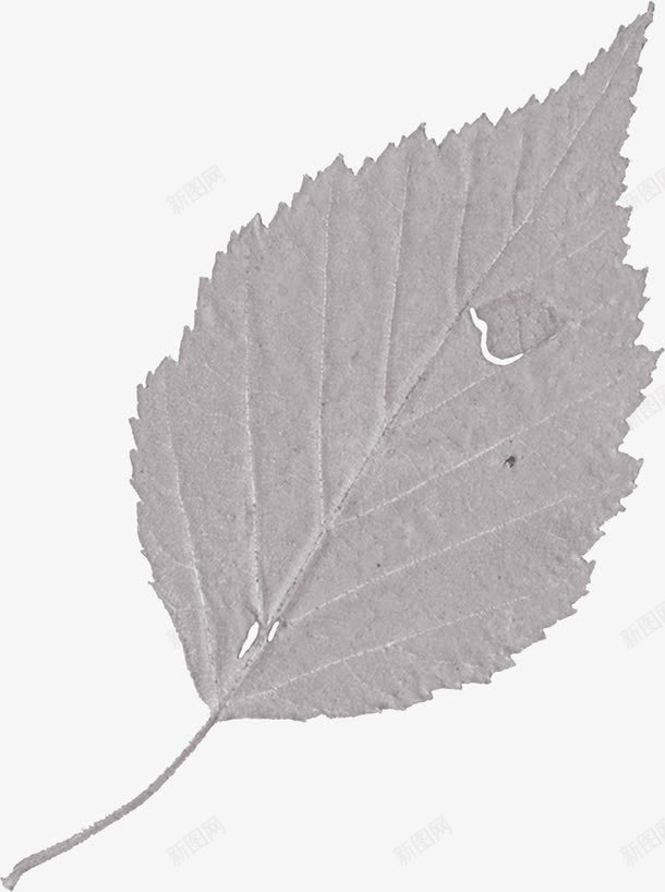 树叶灰度图png免抠素材_新图网 https://ixintu.com 标本 树叶 树叶标本 浮雕 灰度