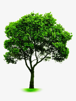 绿叶桉树素材