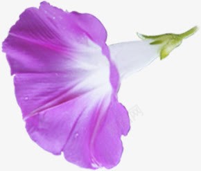 紫色鲜花新鲜花朵png免抠素材_新图网 https://ixintu.com 新鲜 紫色 花朵 鲜花