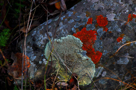 石头苔藓花摄影摄影图片