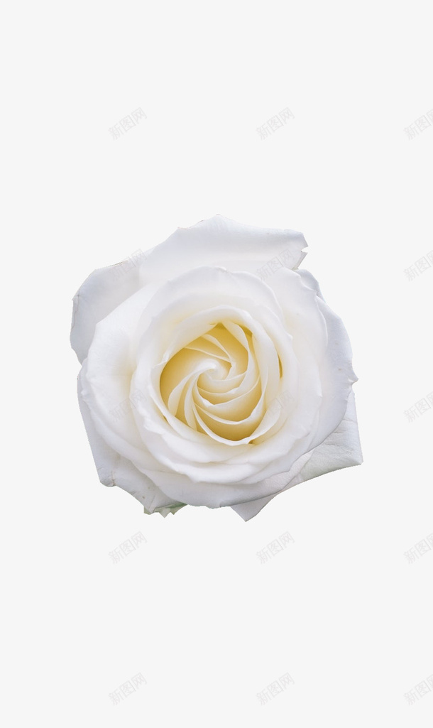 单朵白玫瑰png免抠素材_新图网 https://ixintu.com 免抠 单朵 玫瑰 白色