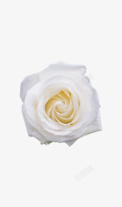 单朵白玫瑰素材