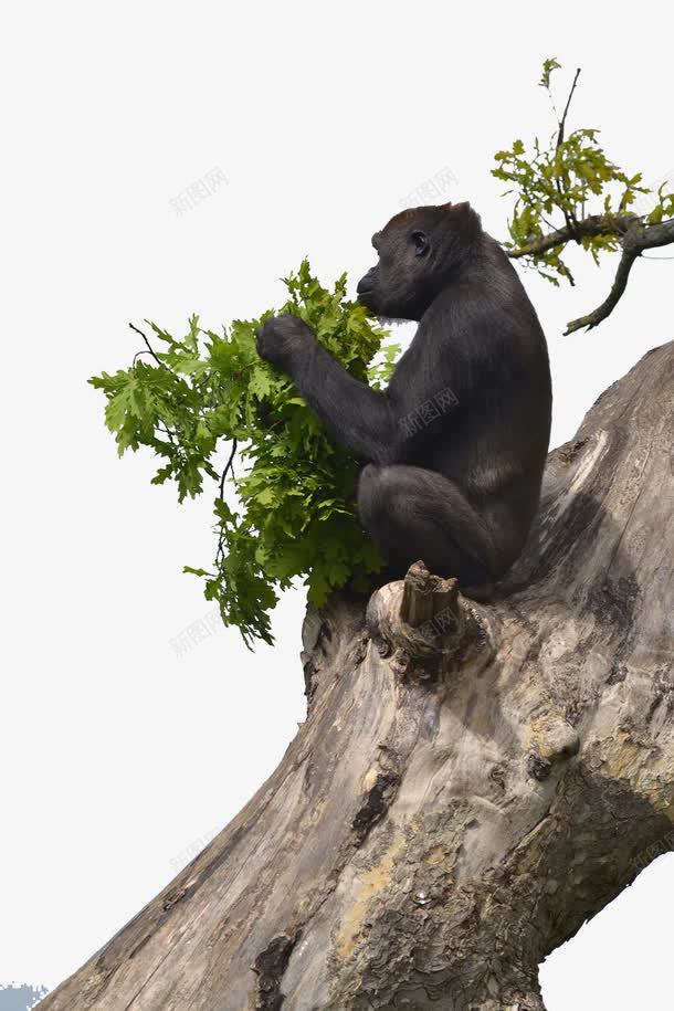 猩猩png免抠素材_新图网 https://ixintu.com 动物 树干 猩猩 黑色