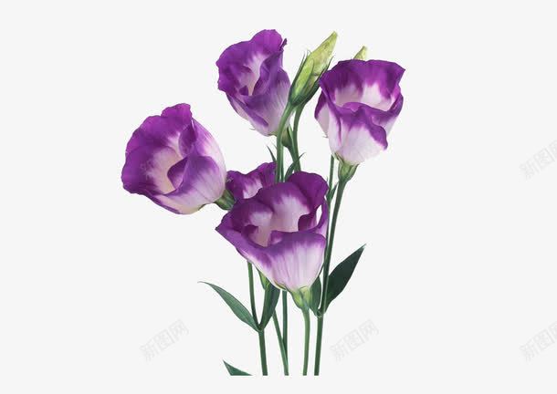 紫白色花朵png免抠素材_新图网 https://ixintu.com 植物 绿叶 花卉 花朵 花类 鲜花