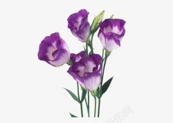 紫白色花朵素材