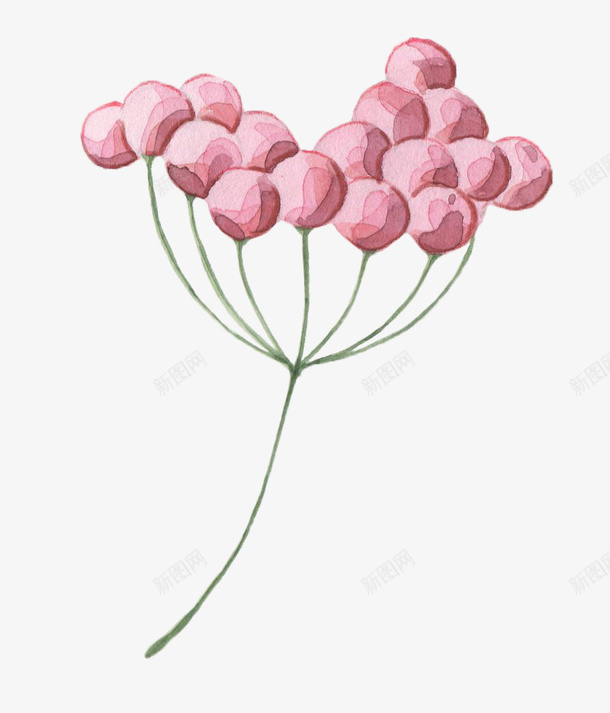线条上的花朵png免抠素材_新图网 https://ixintu.com PNG图形 PNG装饰 卡通 手绘 植物 线条 花朵 装饰