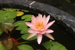 水中植物背景夏天的莲花五高清图片