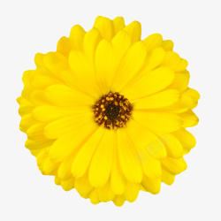黄色有观赏价值的三层的一朵大花素材