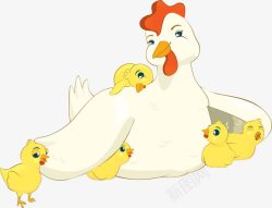 母鸡和小鸡手绘卡通素材