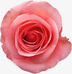 手绘唯美玫瑰花朵装饰素材