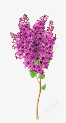 紫色花png免抠素材_新图网 https://ixintu.com 紫色 自然 花朵