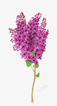 紫色花素材
